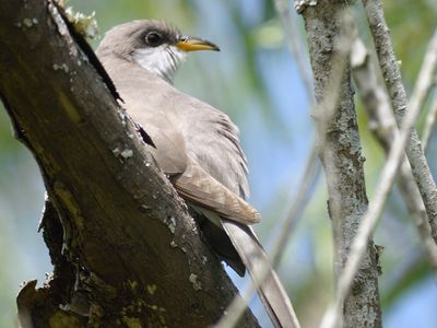 yellow-billed cuckoo BRD4868.JPG