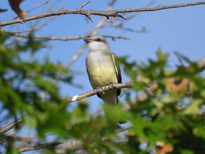 western kingbird BRD4950.JPG