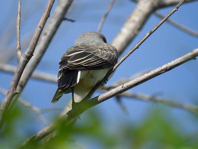 western kingbird BRD4952.JPG