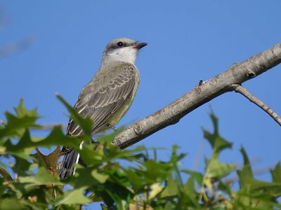 western kingbird BRD4957.JPG