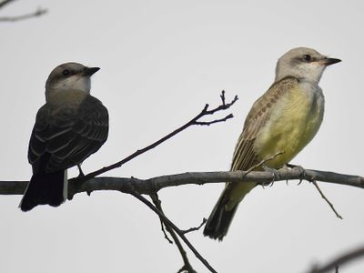 western kingbird BRD4959.JPG