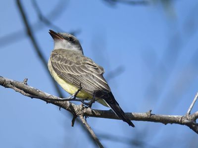 western kingbird BRD4963.JPG