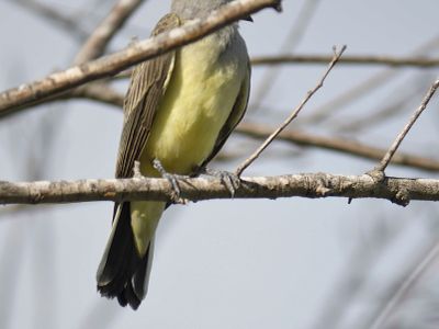 western kingbird BRD4967.JPG