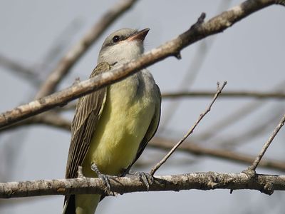 western kingbird BRD4968.JPG