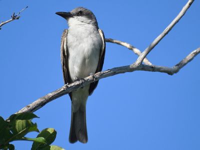 gray kingbird BRD4901.JPG