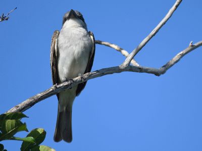 gray kingbird BRD4907.JPG