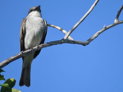 gray kingbird BRD4911.JPG