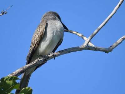 gray kingbird BRD4922.JPG