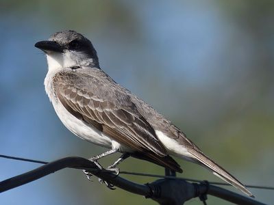 gray kingbird BRD4935.JPG