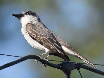 gray kingbird BRD4939.JPG