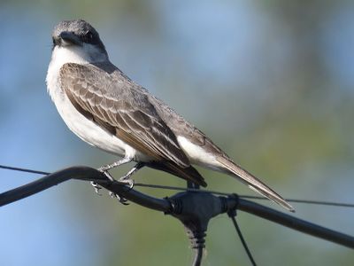 gray kingbird BRD4941.JPG