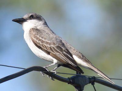 gray kingbird BRD4944.JPG