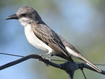gray kingbird BRD4948.JPG