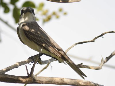 gray kingbird BRD4969.JPG