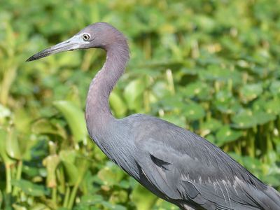 little blue heron BRD5015.JPG