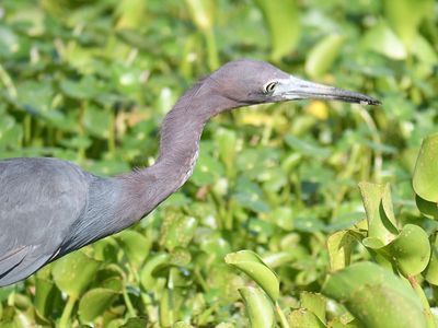 little blue heron BRD5018.JPG