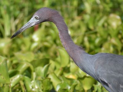 little blue heron BRD5020.JPG