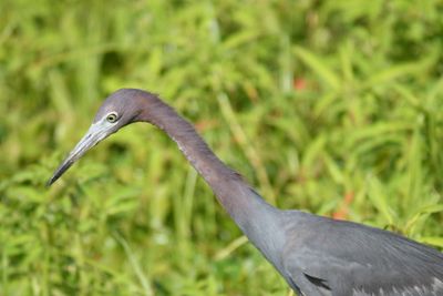 little blue heron BRD5024.JPG