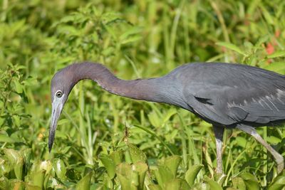 little blue heron BRD5025.JPG