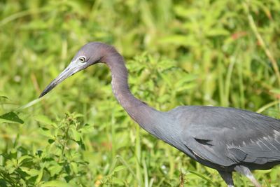 little blue heron BRD5026.JPG