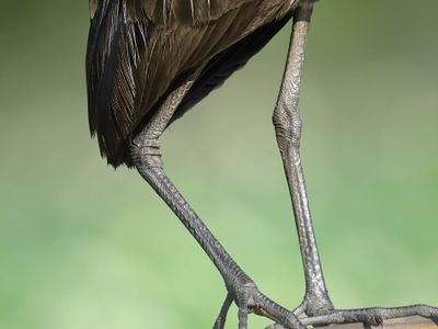 limpkin BRD4978.JPG