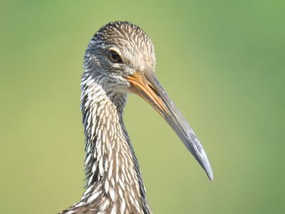 limpkin BRD4980.JPG