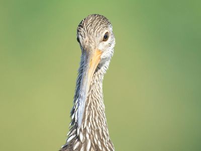 limpkin BRD4981.JPG