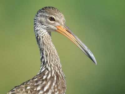 limpkin BRD4983.JPG