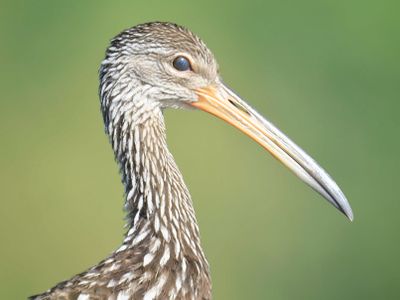 limpkin BRD4987.JPG
