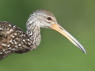 limpkin BRD4991.JPG