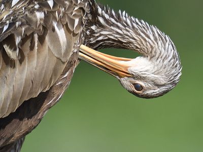 limpkin BRD4994.JPG