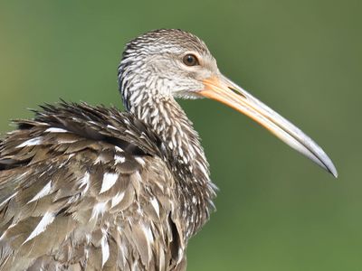 limpkin BRD4998.JPG