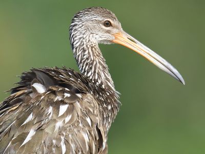limpkin BRD4999.JPG