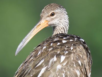 limpkin BRD5002.JPG