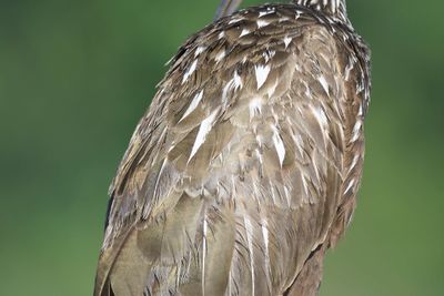 limpkin BRD5012.JPG