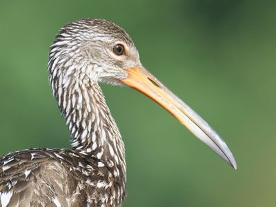 limpkin BRD5013.JPG
