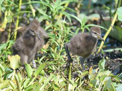limpkin BRD5027.JPG