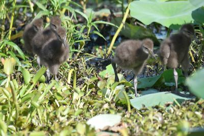 limpkin BRD5028.JPG