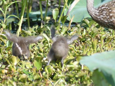 limpkin BRD5038.JPG
