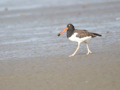 american oystercatcher BRD5070.JPG