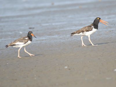 american oystercatcher BRD5072.JPG