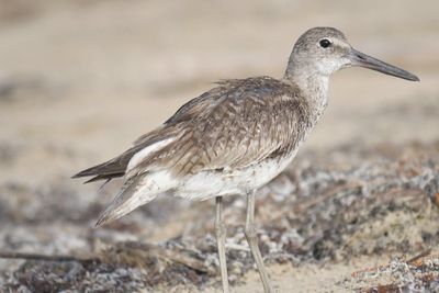 eastern willet BRD5056.JPG