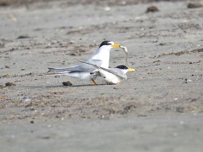 least tern BRD5063.JPG