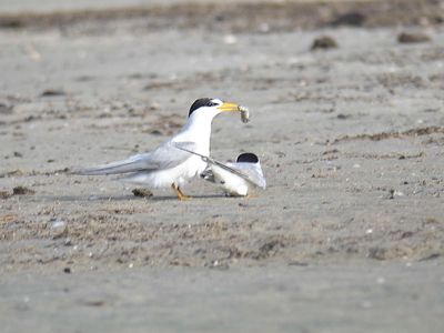 least tern BRD5067.JPG
