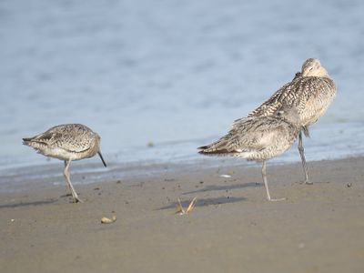 marbled godwit BRD5074.JPG