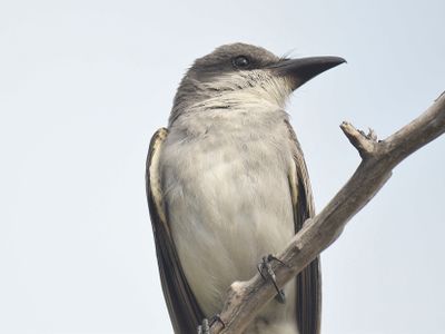 gray kingbird BRD5083.JPG
