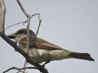 gray kingbird BRD5091.JPG