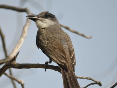 gray kingbird BRD5095.JPG