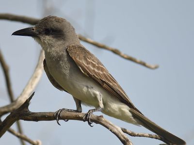 gray kingbird BRD5097.JPG