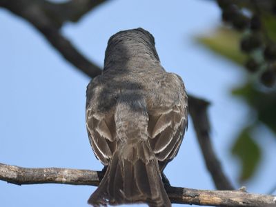 gray kingbird BRD5100.JPG